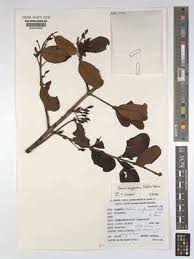 Image result for Englerina muerensis