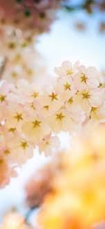 Pretty Blossom Iphone Wallpapers Iphone Wallpapers Aesthetic Cherry Blossom Iphone 571x1078 Download Hd Wallpaper Wallpapertip Are you looking for cherry blossoms iphone wallpaper? aesthetic cherry blossom iphone