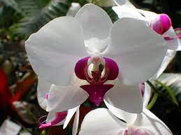Isu Extension News Release Orchid Wallpaper Orchids Beautiful Orchids