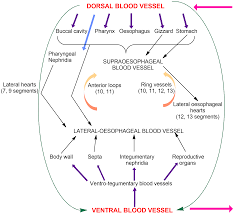 Earthworm Circulatory System Blood Vessels Their