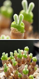 Carrie rodriguez and luke jacobs at cactus cafe in austin, tx. Tiny Succulents Grow As Adorable Rabbit Shaped Plants In Japan Succulents Plants Succulent Gardening