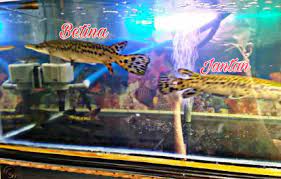 4 Perbedaan Ikan Aligator Jantan Dan Betina Disertai Gambar Hobinatang
