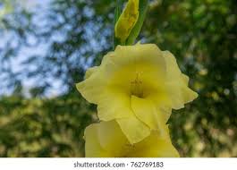 Image result for Hibiscus dongolensis