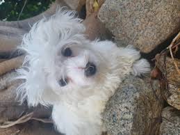 Maltese Puppy