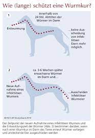 Tierinfo Wie Lange Schutzt Eine Wurmkur
