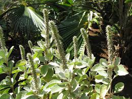 Image result for Achyranthes