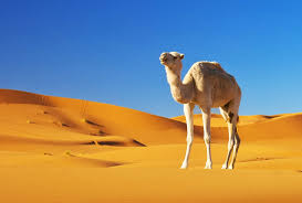 What does camel hair mean? Symbolic Camel Meaning And More On Whats Your Sign Com