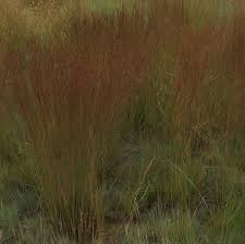 Image result for Hyparrhenia tamba