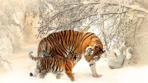Süße tiere paarhufer tiere des waldes. Foto Tiger Babys 2 Winter Tiere 2560x1440