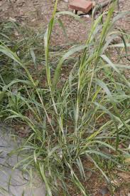 Image result for Neyraudia