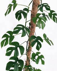 มอนสเตอร่ามีมากมายหลายสายพันธุ์ แต่ที่นิยมในไทยจะมี 2 กลุ่มใหญ่ๆ คือ monstera deliciosa (มอนสเตอร่าไจแอ้น) และ monstera borsigiana (มอนสเตอร่าเลื้อย) Plantshub Ep2 1 à¸£à¸°à¸§ à¸‡à¸¡à¸­à¸™à¸ªà¹€à¸•à¸­à¸£ à¸²à¸›à¸¥à¸­à¸¡ à¸•à¸­à¸™à¸— 2