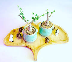 Image result for Corallocarpus bainesii