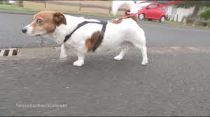 The prime minister uses the state chancellery to conduct his administrative duties. Hessenschau Hunde Facebook