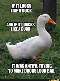 If It Looks Like A Duck Ox And If It Quacks Like A Duck It Was Antifa Trying To Make Ducks Look Bad