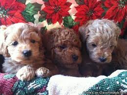 Cockapoo puppies for sale in illinois welcome to the illinois cockapoo breeders page of local puppy breeders! Cockapoo Puppies Price 600 For Sale In Oswego Illinois Best Pets Online