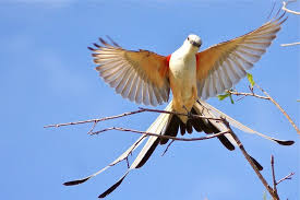 Birds Native To Oklahoma Scissortail Flycatcher Oklahoma S State Bird State Birds Pet Birds Birds