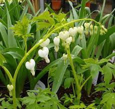 Buy Lamprocapnos Spectabilis Alba Dicentra Bleeding Heart In The Uk Bleeding Heart Bleeding Heart Flower Herbaceous Perennials