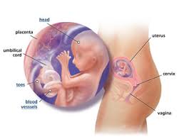 Hcg, or human chorionic gonadotropin, is a hormone that. Your Guide To Being 16 Weeks Pregnant