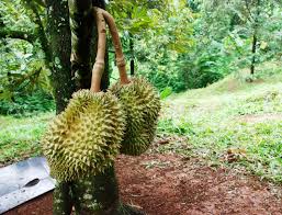 Penyakit pada tanaman durian akan sangat mematikan apabila tidak segera di lakukan salah satu penyakit yang menyerang tanaman durian ialah penyakit yang disebabkan oleh cendawan hal ini. Awas Hama Penyakit Durian Berikut Bisa Membunuh Pohon Kesayangan Anda Taman Inspirasi Safa