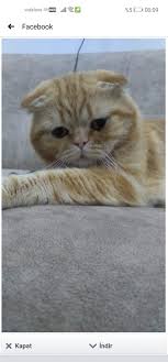 Scotish British Kedi Sahiplendirme Platformu Konya Ana Sayfa Facebook