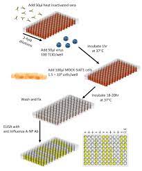 Birds are not capable of carrying either. Measuring Influenza Neutralizing Antibody Responses To A H3n2 Viruses In Human Sera By Microneutralization Assays Using Mdck Siat1 Cells Protocol Translated To Turkish
