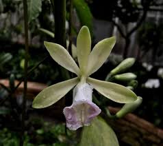 Image result for Vanilla polylepis