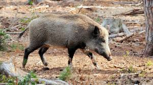 Dernieres videos de chasse aux sangliers. Une Enquete Ouverte Apres L Abattage D Un Sanglier Domestique Par Des Chasseurs Lci