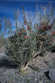 Cholla cactus are found in all of the hot deserts of the american southwest, with different species having adapted to different locale and elevation opuntia stanlyi desert: Cylindropuntia Leptocaulis Wikipedia