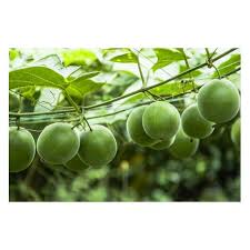Graines De Siraitia Grosvenorii Plante Grimpante Plante Ombre Graine