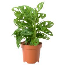 In nature, it's on the ground under large trees in very sunny areas, so this plant loves bright, indirect sunlight. Monstera Adansonii Potted Plant Swiss Cheese Plant 12 Cm Ikea