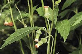 Image result for Crassocephalum radiatum