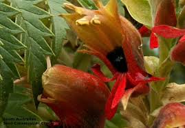 Image result for Melianthaceae