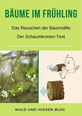 Baume Im Fruhling Blutenfarben Baum Winterheide