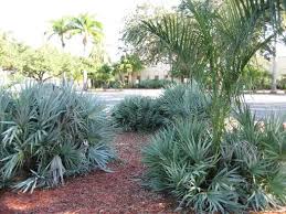 Image result for Serenoa repens