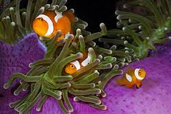 Aquanerd Blog Article On Pairing Clownfish With Sea Anemones