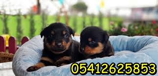 Satilik Rottweiler Rottweiler