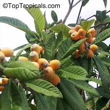 Image result for Eriobotrya