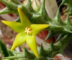 Image result for Orbea knobelii