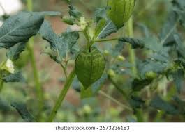 Image result for Physalis angulata