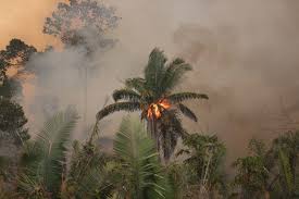 Tripadvisor has 8,902 reviews of amazonas region hotels, attractions, and restaurants making it your best amazonas region resource. 5 Dinge Fuer Den Amazonas