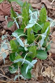 Image result for Ecbolium clarkei