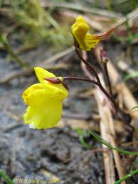 Image result for Utricularia tortilis