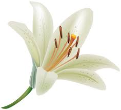 White Lily Flower Png Clipart Best Web Clipart White Lily Flower Lily Wallpaper Lily Flower