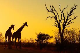 Image result for kruger national park south africa