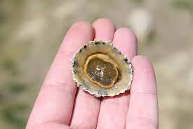 Check spelling or type a new query. Akuatik Teritip Pantai Kerang Makhluk Krustasea Makanan Kehidupan Piqsels