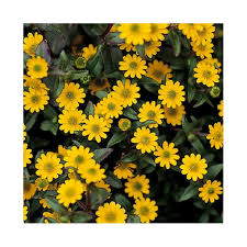 Image result for foto Vitálka