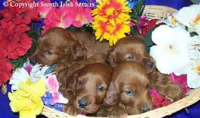 Paws over texas is working closely with an individual who has 8 akc irish setter puppies born 11/4/14 that must be removed from their current living situation. Smyth Field Irish Setters Irish Setter Breeders