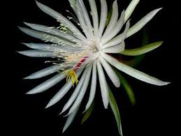 The fresh and gorgeous jasmine flowers are the pride of india. Night Blooming Flowers Hgtv
