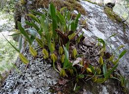 Image result for Bulbophyllum sandersonii
