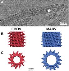 Reston ebolavirus was first discovered in laboratories in reston, united states of america (usa) 5 ebola virus is responsible for viral hemorrhagic fevers like: Structural Dissection Of Ebola Virus And Its Assembly Determinants Using Cryo Electron Tomography Pnas